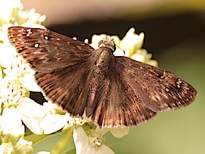 Horaces Duskywing Butterfly